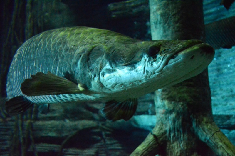 A huge pirarucú fish swimming past the submerged tree roots of the aquarium's flooded-forest tank
