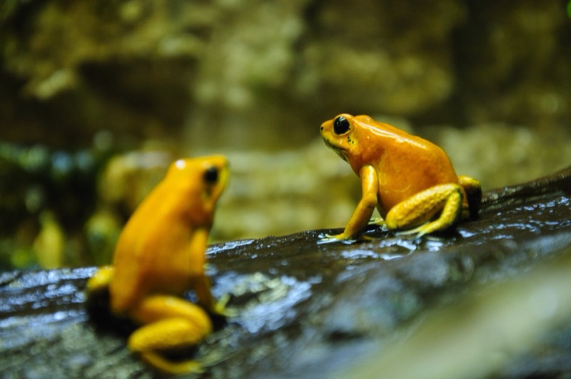 2 golden poison dart frogs on a wet log in the Parque Explora vivarium